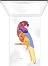 PUPA Milano Parrot Eyeshadow Palette 001 Samba -   7     - 