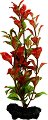 ���������� �������� �� �������� Tetra Red Ludwigia - 