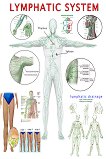 Lymphatic System - 