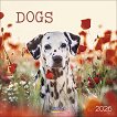 ������ �������� - Dogs 2026 - 