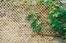 ������� ������� �� ������ �������� Nortene Wick Trellis