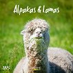   - Alpakas & Lamas 2025 - 