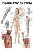 Lymphatic System - 