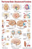 The Human Brain: Structure and Functions - 