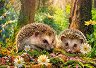 ������ ���������� - 