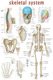 Skeletal System - 