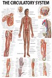 The Human Circulatory System - 