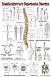 Spinal Anatomy and Degenerative Disorders - 