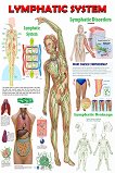 Lymphatic System - 