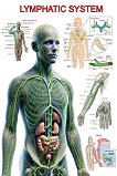 Lymphatic System - 