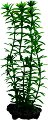���������� �������� �� �������� Tetra Anacharis - 
