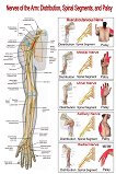 Nerves of the Arm: Distribution, Spinal Segment, and Palsy - 